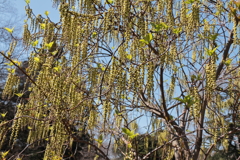 春、植物園19ハチジョウキブシ