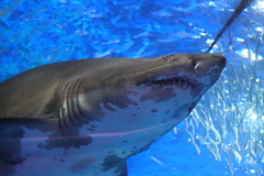 Shark2