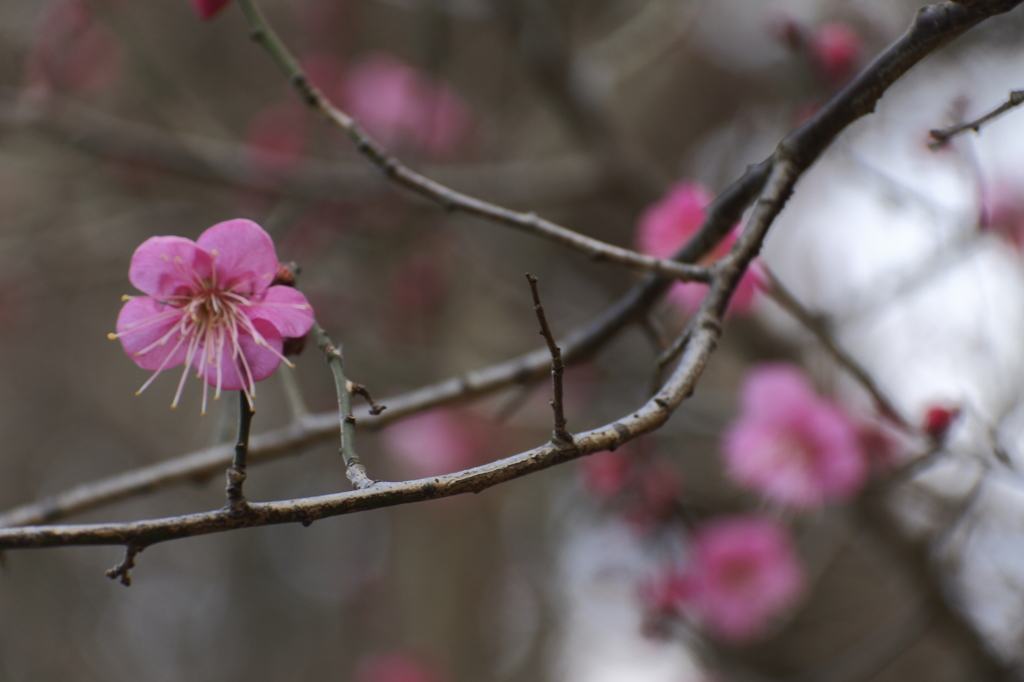 花の歳時記　紅梅