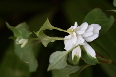 花散歩八重咲きドクダミ１
