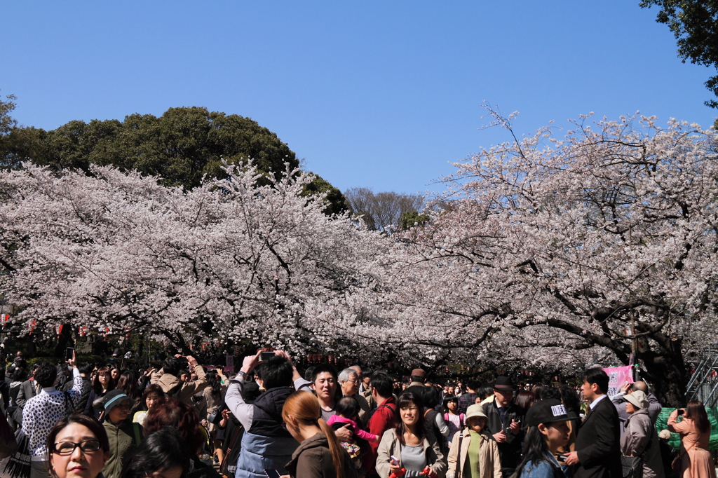 上野の桜１
