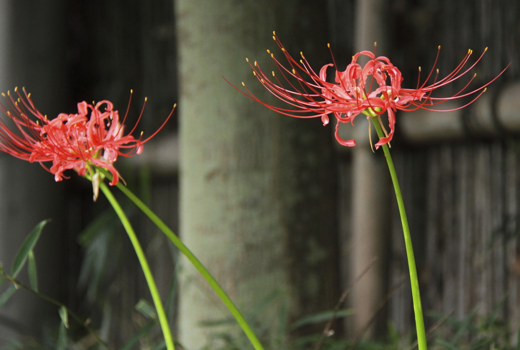 花の歳時記　赤花ヒガンバナ２