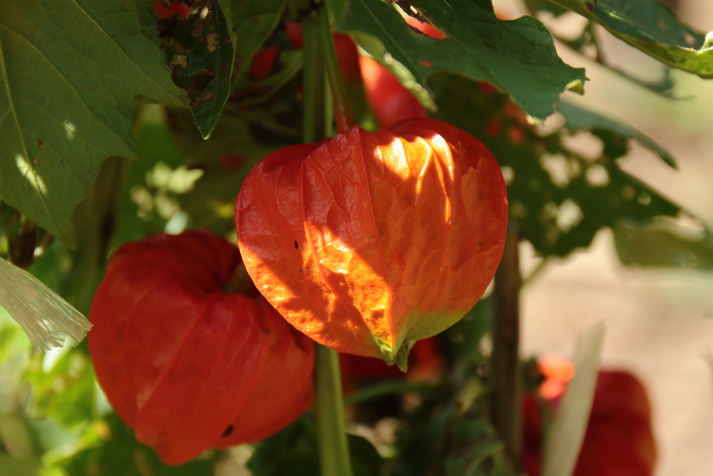 秋色のプロローグ２