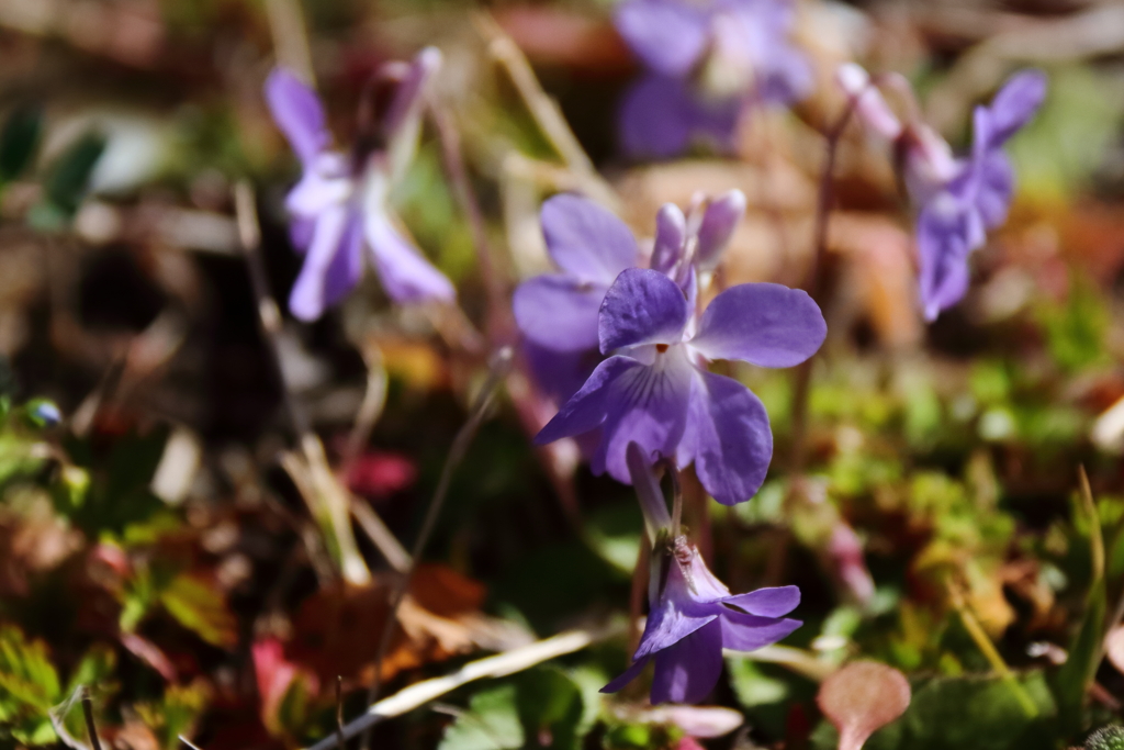 すみれが咲いていた２