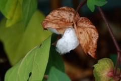 花散歩綿の花