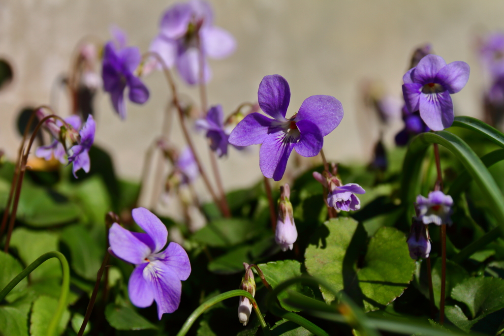 すみれ咲きだす１