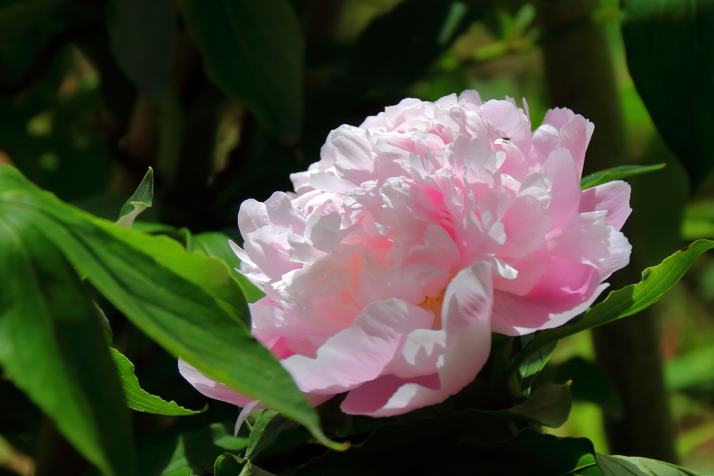 牡丹の次は芍薬４