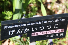 植物園から「げんかいつつじ」３