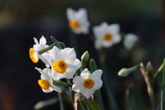 水仙開花