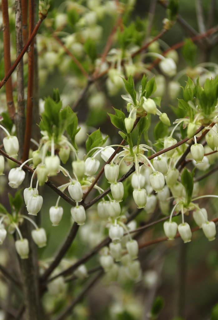 ドウダンツツジ咲く