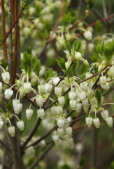 ドウダンツツジ咲く