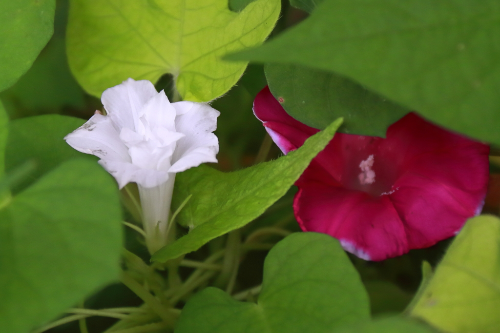 花散歩まだ変化朝顔１