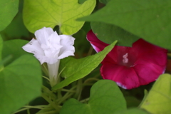 花散歩まだ変化朝顔１
