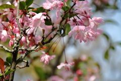 花散歩海棠１