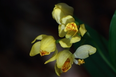 里山の野草キンラン４