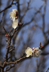 花の歳時記　白梅