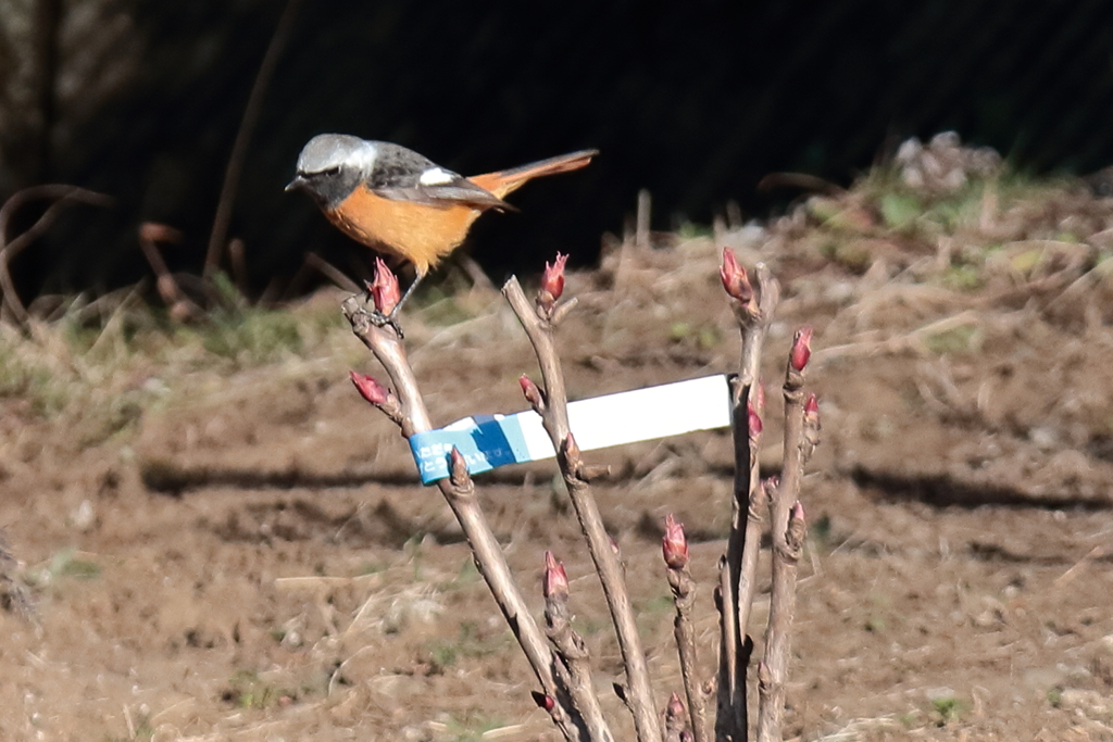 ここは指定席２