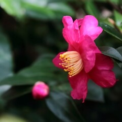 花散歩山茶花3