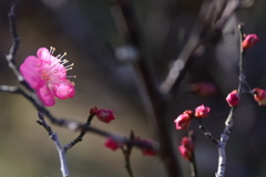 晩秋梅花