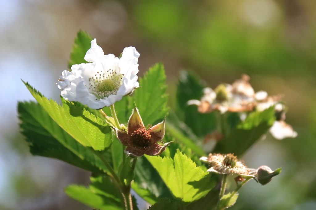 花散歩カジイチゴ３