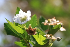 花散歩カジイチゴ３