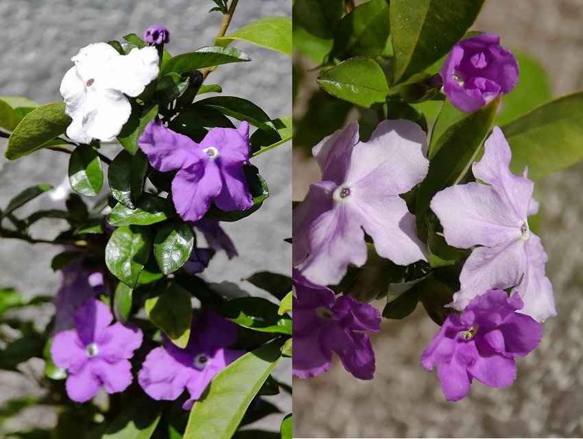 我が家のニオイバンマツリ３