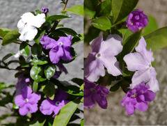 我が家のニオイバンマツリ３