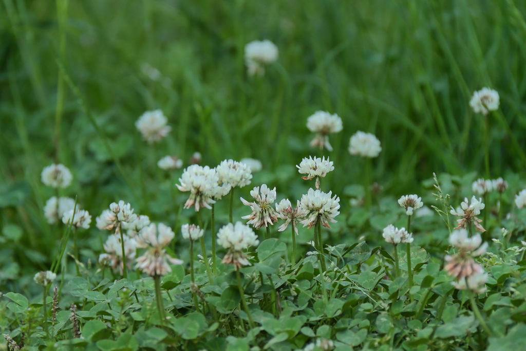 シロツメグサの路