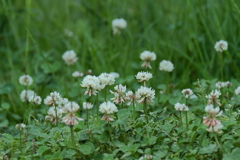 シロツメグサの路