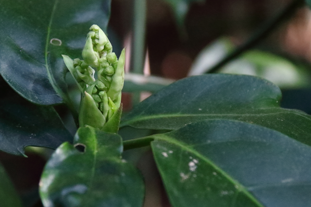 新芽いずる　アオキ１