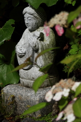 見納めのあじさい４