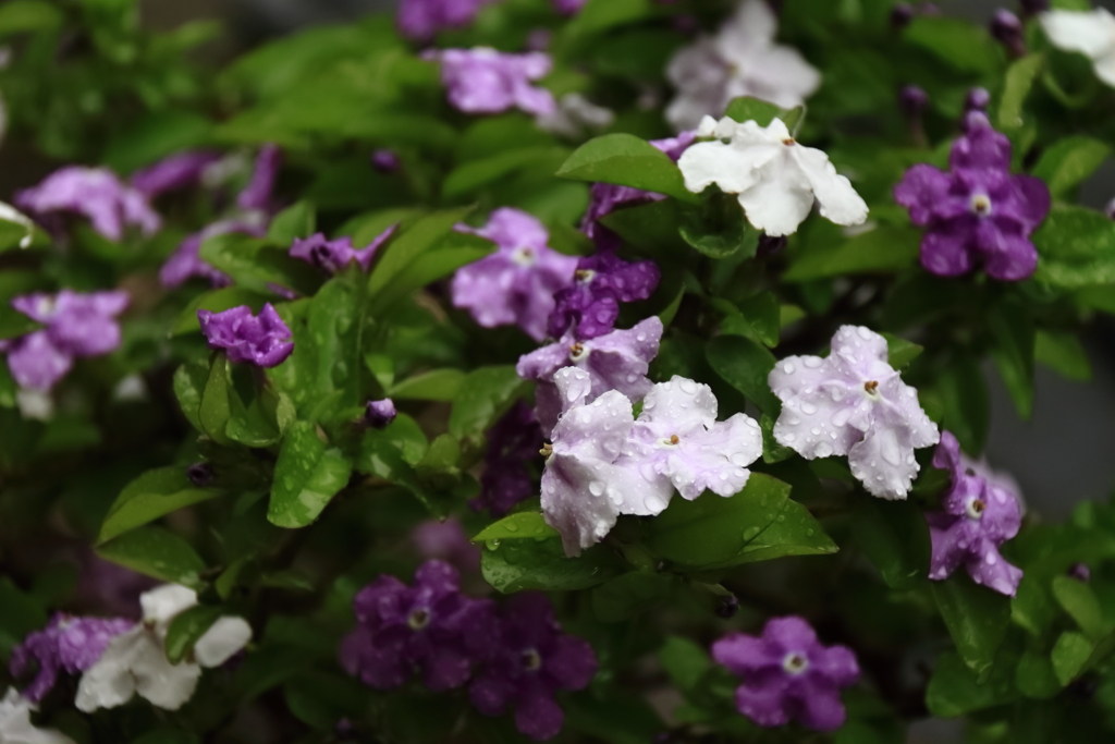 梅雨入り前ニオイバンマツリ３