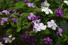 梅雨入り前ニオイバンマツリ３