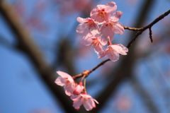 花散歩オカメザクラ?4
