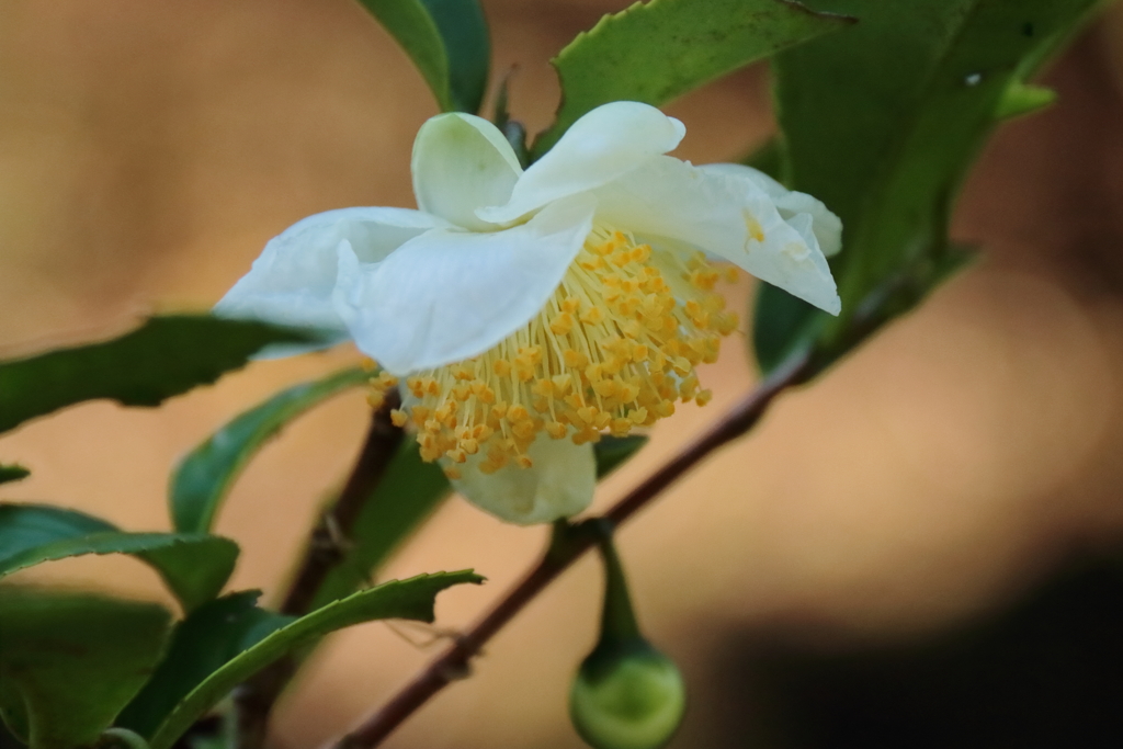 お茶の花咲く頃２