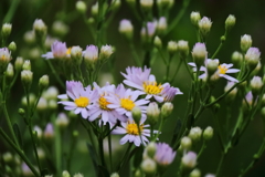 花散歩シオン1