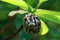 花散歩ミツマタ種