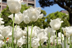 チューリップ点描１