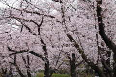 染井吉野満開１