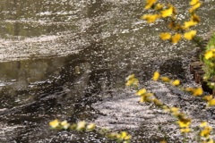 花筏となって２