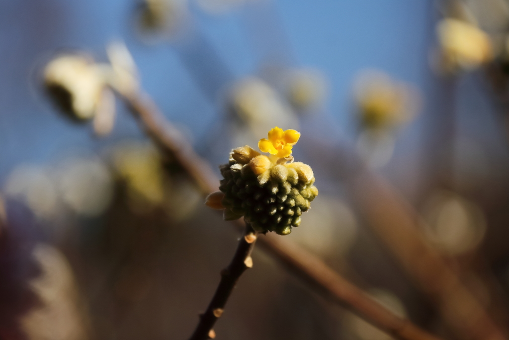 花散歩ミツマタ開花始め