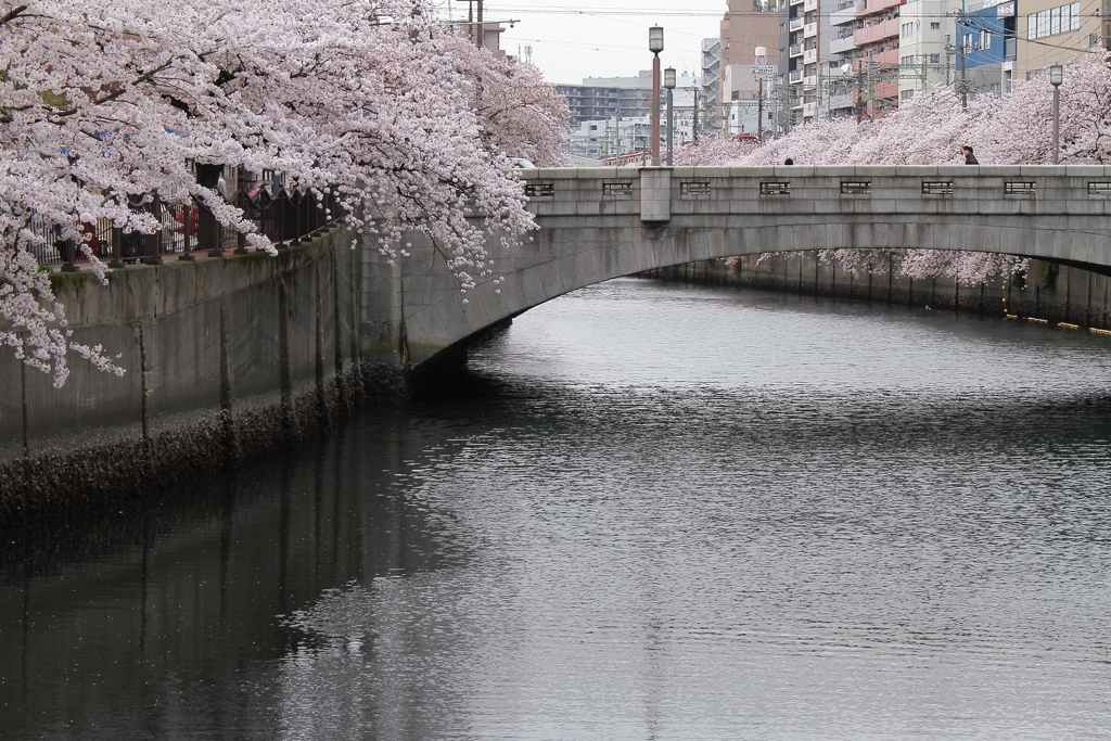 橋と満開桜風景４