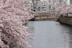 橋と満開桜風景２