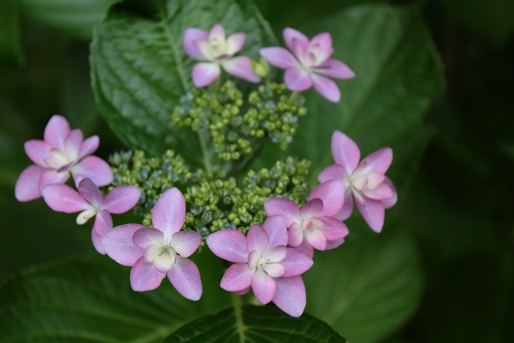花散歩あじさい２