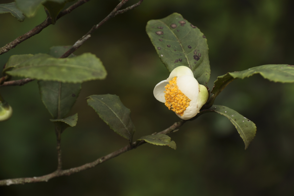 お茶の花の咲く頃