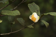 お茶の花の咲く頃