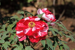 牡丹咲き競う４