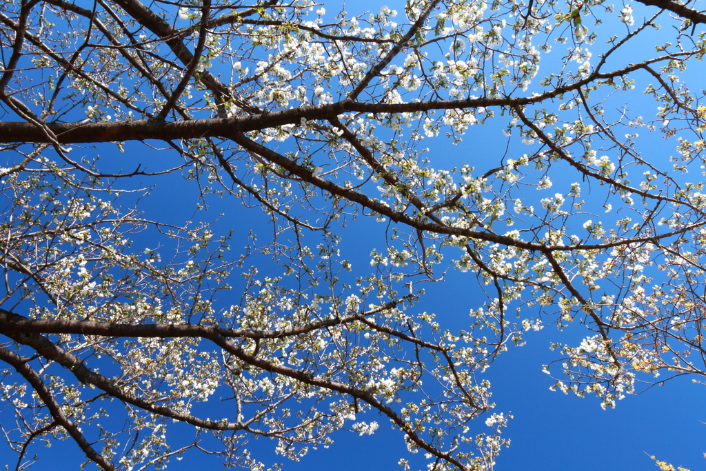 植物園から「おおしまざくら」１