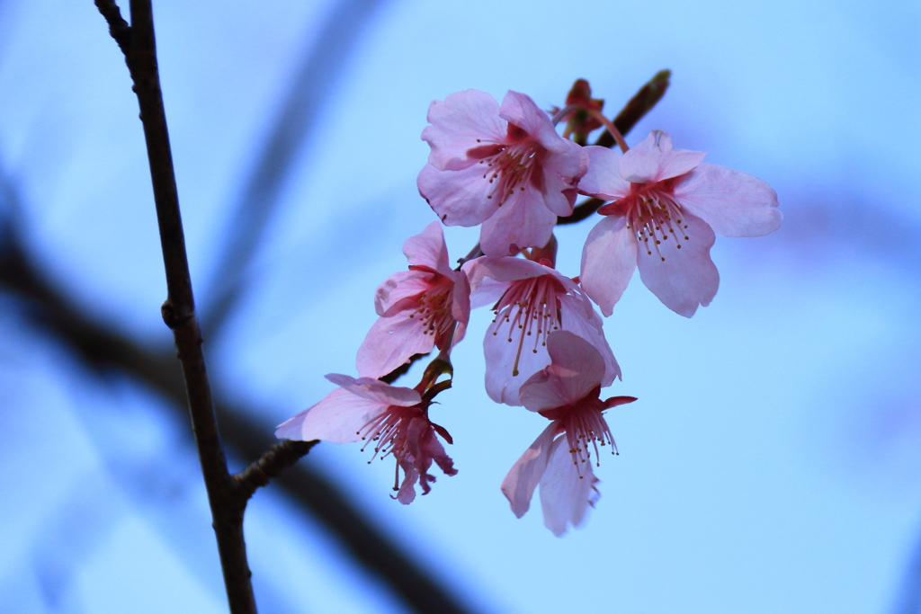河津桜２