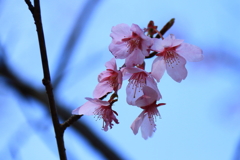 河津桜２